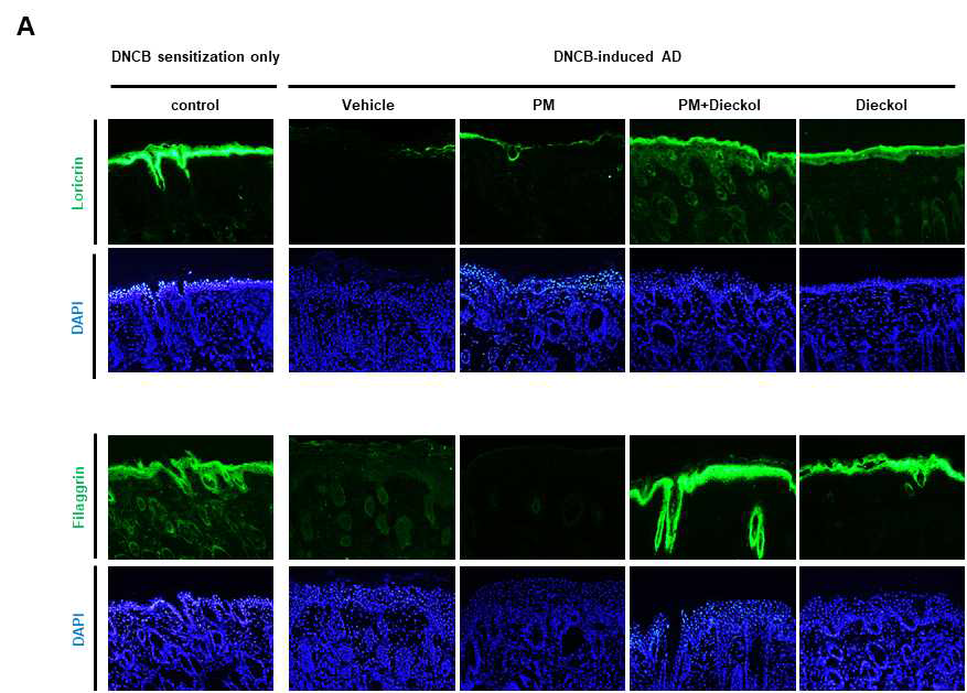 Dieckol에 의한 DNCB에 의해 유도된 아토피피부염 마우스 모델에서 PM10 노출 환경에서 표피분화 인자인 loricrin, filaggrin의 단백질 발현에 미치는 영향