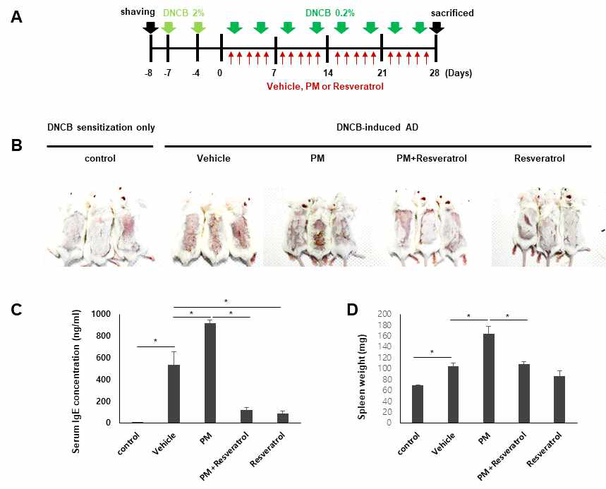 Resveratrol에 의한 DNCB에 의해 유도된 아토피피부염 마우스 모델에서 PM10 노출 환경에서 혈청 IgE와 비장의 무게 변화