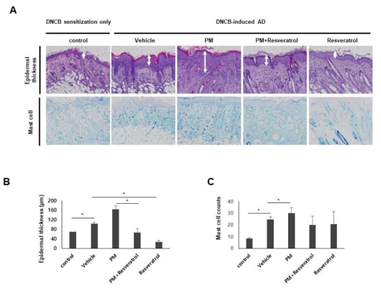 Resveratrol에 의한 DNCB에 의해 유도된 아토피피부염 마우스 모델에서 PM10 노출 환경에서 표피두께, 비만세포의 수의 변화