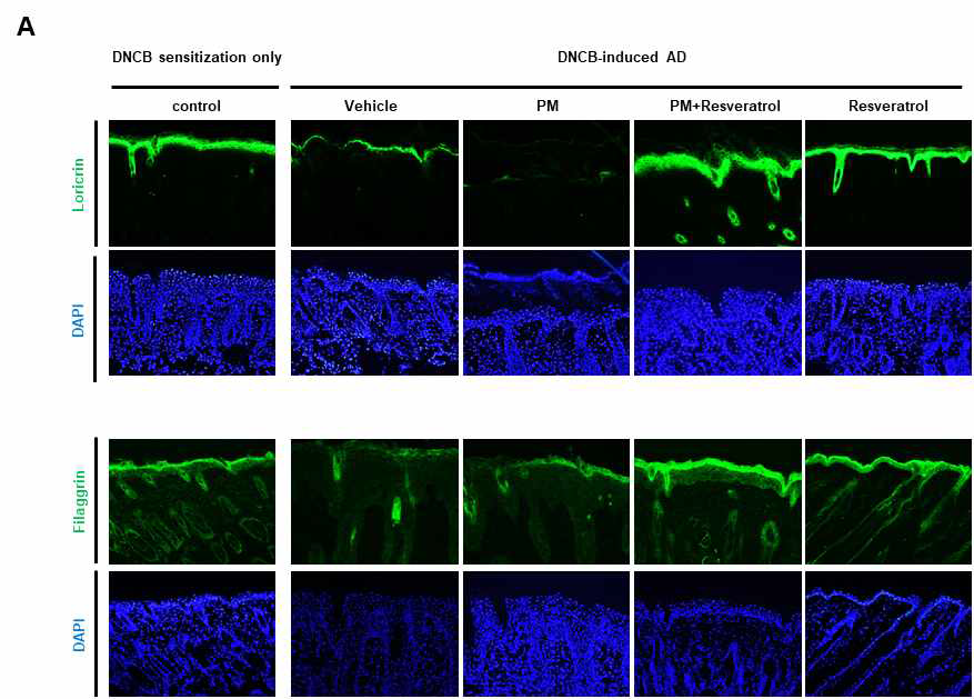 Resveratrol에 의한 DNCB에 의해 유도된 아토피피부염 마우스 모델에서 PM10 노출 환경에서 표피분화 인자인 loricrin, filaggrin의 단백질 발현에 미치는 영향