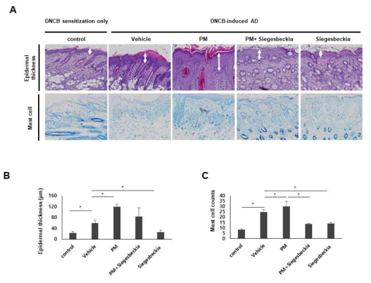 SHE에 의한 DNCB에 의해 유도된 아토피피부염 마우스 모델에서 PM10 노출 환경에서 표피두께, 비만세포의 수의 변화