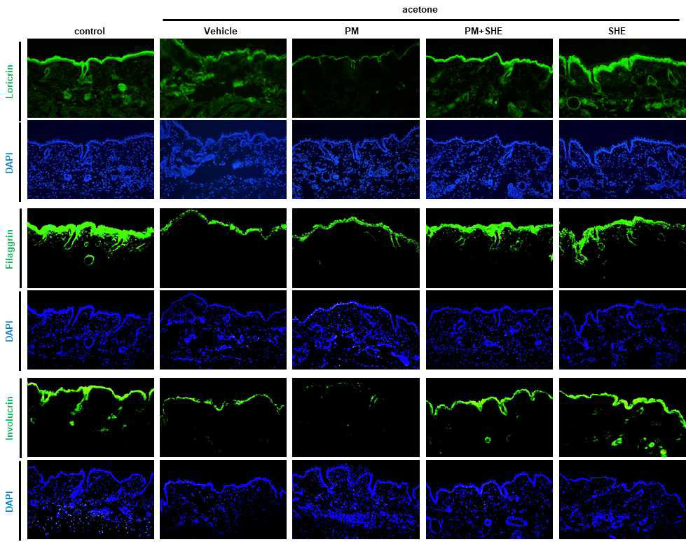 SHE는 아세톤에 의해 유도된 피부건조증 마우스 모델에서 PM10 노출 환경에서 표피 분화 인자인 loricrin, filaggrin, involucrin의 단백질 발현에 미치는 영향