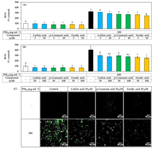 PM10에 노출된 HaCaT 각질형성세포에서 ROS 생성에 대한 caffeic acid, p-coumaric acid 및 ferulic acid의 영향