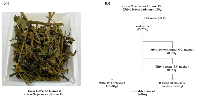 Oenanthe javanica(OJ) 유래 물질. (A) Oenanthe javanica(Blume) DC.의 건조된 잎과 줄기 사진. EA), n-부틸 알코올(BA) 및 물(WT) 분획