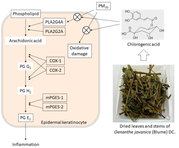 PM10에 노출된 HaCaT 각질세포에서 클로로겐산의 항염증 작용 기전. PM10은 PLA2G4A 발현 유도를 통해 HaCaT 각질세포에서 PG E2 생성을 유도하고, OJ의 주성분인 클로로겐산에 은 PLA2G4A의 발현을 억제하여 PG E2 생성을 감소시킨다. 클로로겐산은 PM10에 의해 유발되는 산화 스트레스도 약화시킨다