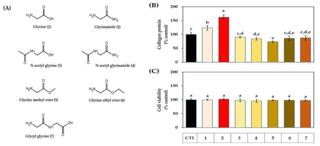 글리신 유사체가 HDFs의 콜라겐 생성과 생존율에 미치는 영향