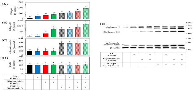 HDFs에서 콜라겐 Ⅰ과 Ⅲ, α-smooth muscle actin의 단백질 수준에 대한 AA, 글리신아미드와 TGF-β1의 단독 또는 조합 처리의 효과