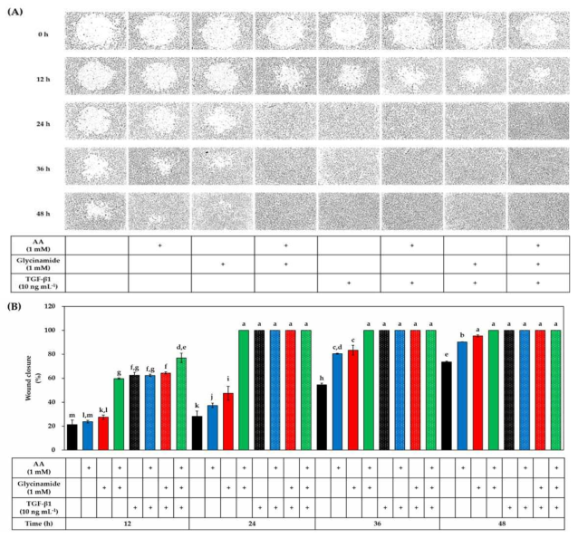 HDFs의 상처 치유에 대한 AA, 글리신아미드, TGF-β1의 단독 또는 조합 처리 효과