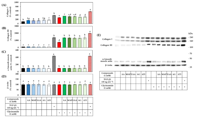 AA 유사체 (AA, MAP, EAA, AG 및 ATI), 글리신아미드, TGF-β1의 단독 또는 조합 처리가 HDFs의 콜라겐 Ⅰ과 Ⅲ, α-smooth muscle actin 단백질 발현에 미치는 영향