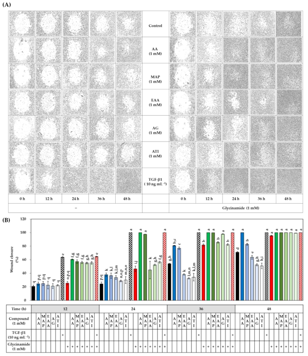 AA 유사체 (AA, MAP, EAA, AG 및 ATI), 글리신아미드, TGF-β1의 단독 또는 조합 처리가 HDFs의 상처 치유에 미치는 영향