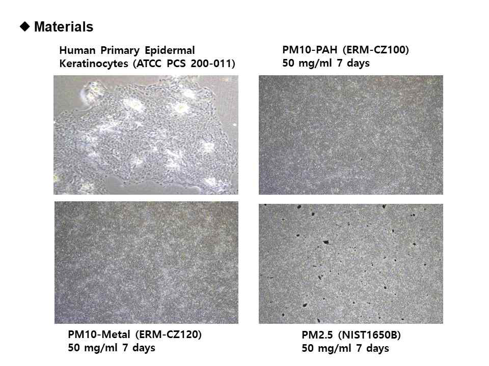 PM처리 전·후 표피각질세포