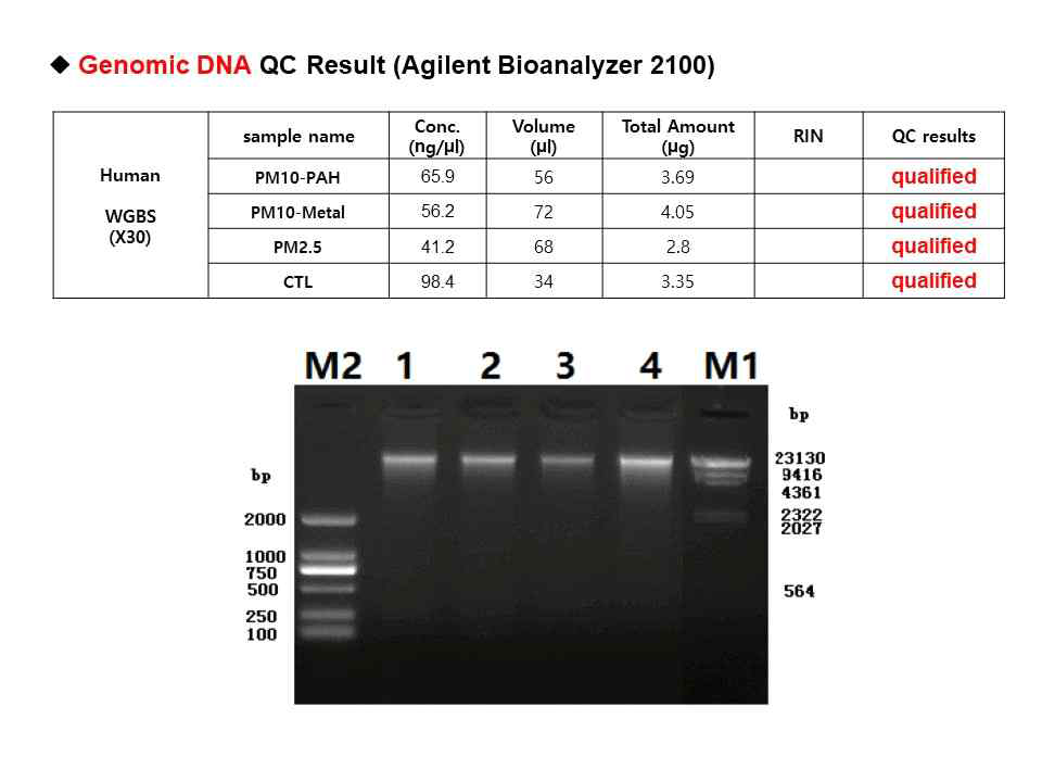 PM처리 세포에서 추출된 DNA의 QC분석