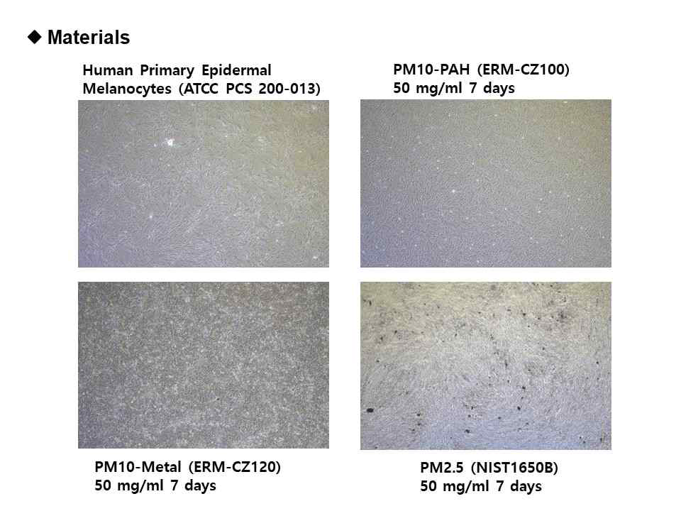 PM처리 전·후 표피멜라닌세포