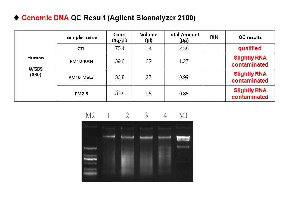PM처리 세포에서 추출된 DNA의 QC분석