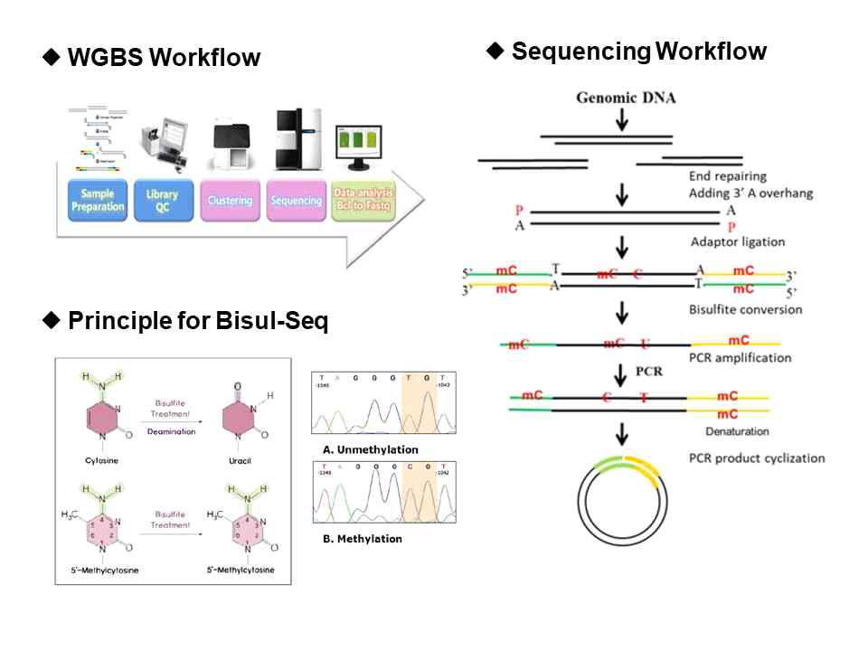 WGBS 분석 과정