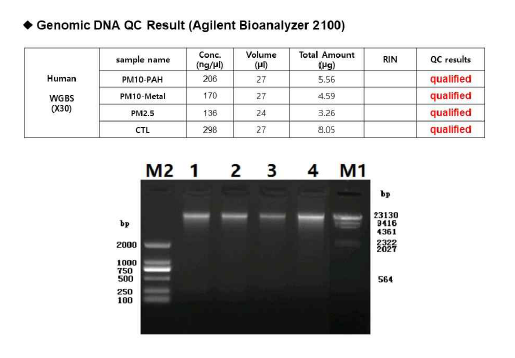 PM처리 세포에서 추출된 DNA의 QC분석