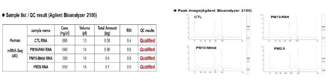 PM처리 세포에서 추출된 RNA의 QC분석