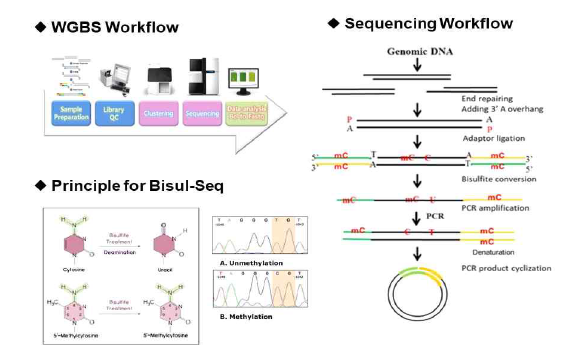 WGBS 분석 과정