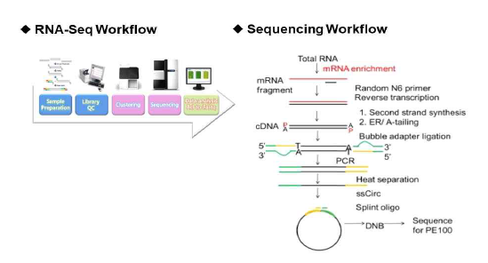 RNA-Seq 분석 과정