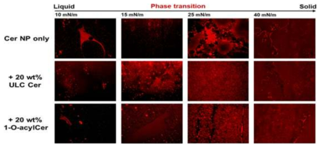 신규 세라마이드 종류별 표면 압력 증가 (10 mN/m, 15 mN/m, 25 mN/m, 40 mN/m) 에 따른 상전이 (phase transition) 변화를 보여주는 형광이미지