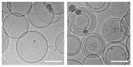 1-O-acylceramide의 유무 차이에 따른 지질 입자의 cryo-TEM 이미지 변화: 왼쪽 – LUVs 및 오른쪽 - MCVs