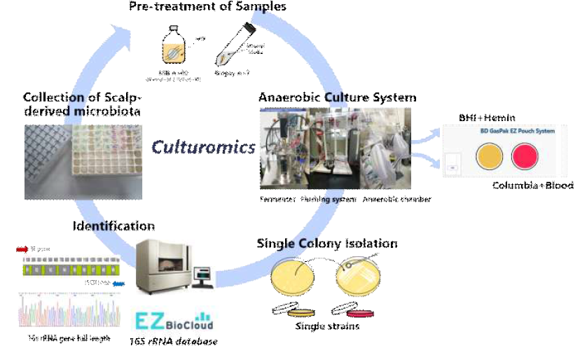 Culturomics 기반 두피 유래 혐기 미생물 분리 Workflow
