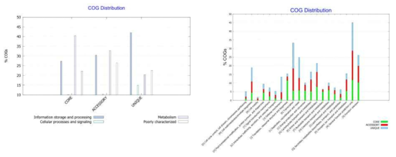 COG 기능 분석 결과