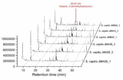 S. capitis JMB40과 S. capitis JMA58 배양상등액의 GC/MS 분석기반 chromatogram