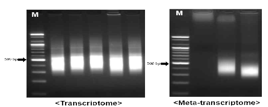 단일(Transcriptome), 복합(Meta-transcriptome) NGS 라이브러리 제작