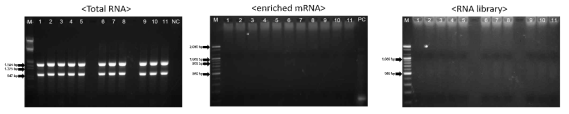 단일, 단일, 복합 균주의 Total RNA 추출(왼쪽) 및 rRNA 제거(가운데), RNA 라이브러리 제작(오른쪽)