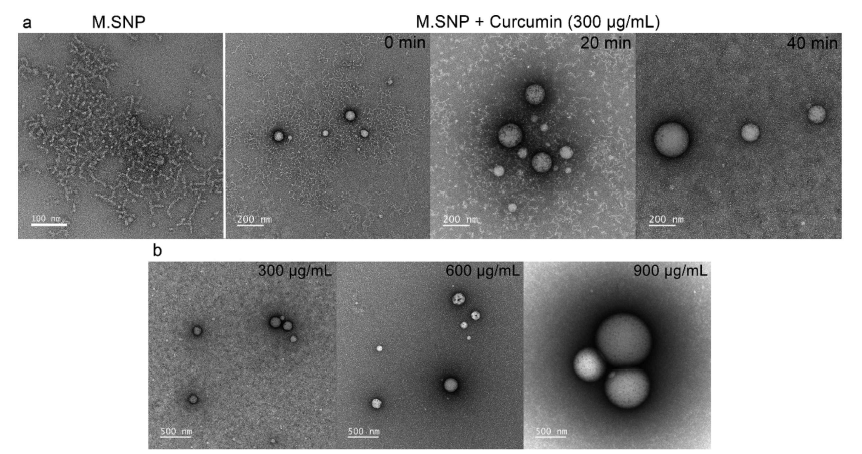 M.SNP로 캡슐화한 TEM 이미지. (a) M.SNP로 캡슐화한 샘플의 질소 가스 퍼징 시간에 따른 TEM이미지 (b) 다용한 농도의 커큐민을 M.SNP로 캡슐화한 샘플의 TEM 이미지