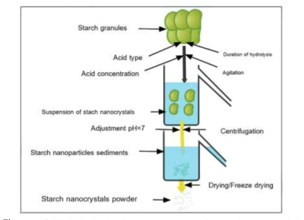 Acid hydrolysis for preparation of starch nanoparticles (Hassan et al., 2022)