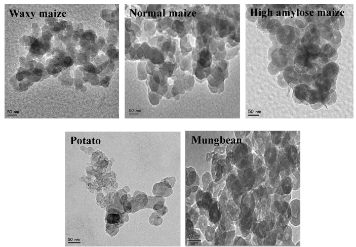 TEM morphology of acid hydrolyzed starch nanoparticles (5 days)