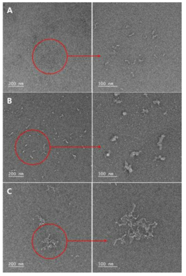 이온 강도에 따른 SNP 의 투과 전자 현미경 사진 (A; 0 mM NaCl, B; 10 mM NaCl, C; 40 mM NaCl)