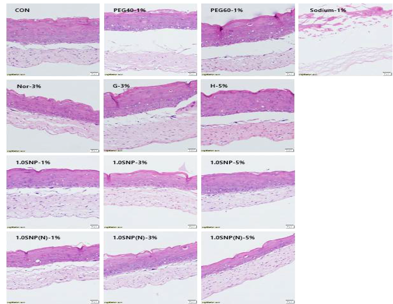 전분 나노 입자, 1.0 SNP, 1.0 SNP Ⓝ, 합성 및 천연 유화제를 24 시간 노출시킨 인공피부 H&E 분석 이미지