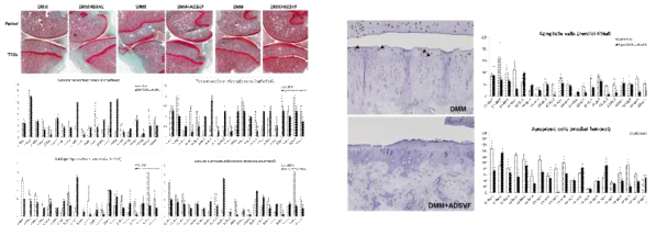 safranin-O 염색과 TUNEL assay 평가 결과