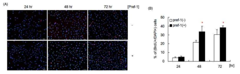 Pref-1 처리 후 슈반세포의 증식 속도 관찰