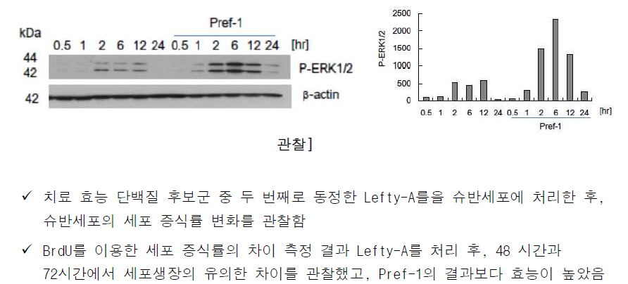 Lefty-A 처리 후 슈반세포의 증식 속도 관찰
