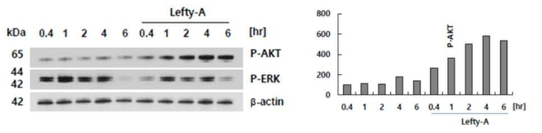 Lefy-A 처리는 슈반세포 내의 AKT phosphorylation이 증가시킴