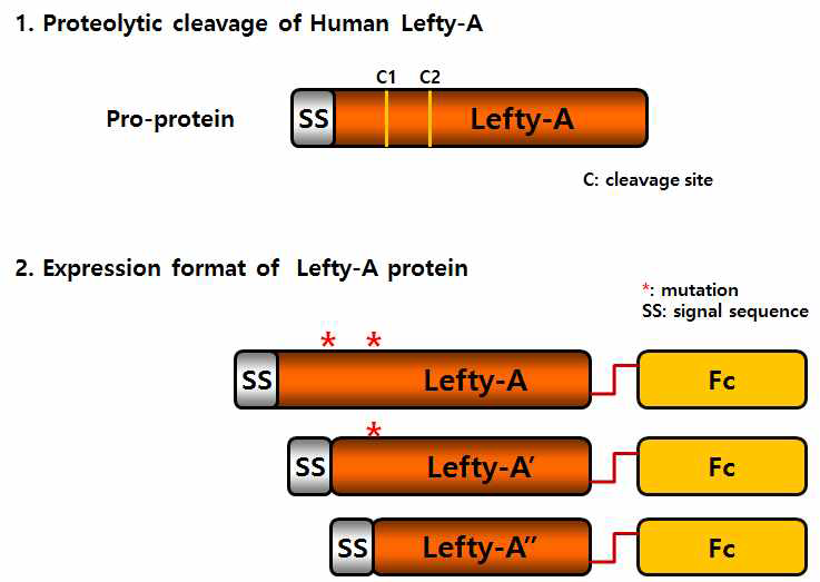 재조합 Lefty-A 생산 전략