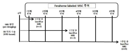 중동물에서의 줄기세포 뇌내 반복투여 장치 연구 scheme