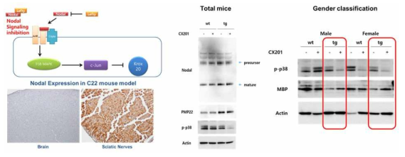 CX201 기전 연구(Nodal inhibition)