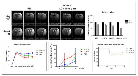 뇌졸중 동물 모델을 이용한 줄기세포의 효능 분석