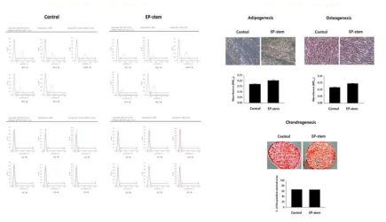 차세대 중간엽 줄기세포의 특성분석 결과