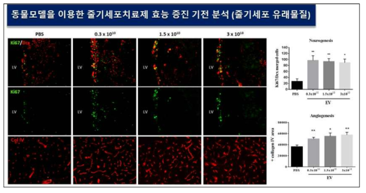 치료제 투여에 의한 신생신경형성 및 신생혈관형성 효과