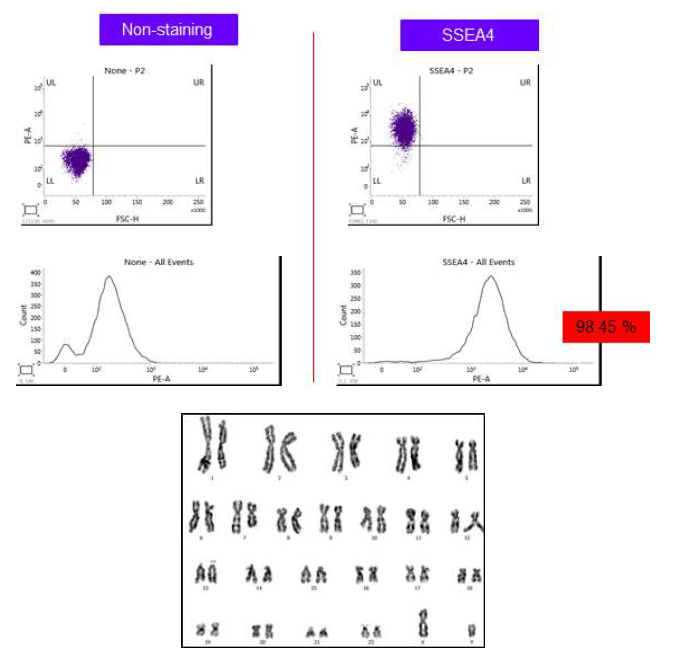 FACS를 통한 미분화 검증 및 핵형분석