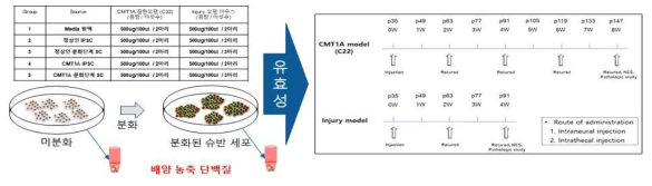 마우스 모델에서 줄기세포 치료후보물질의 유효성 평가