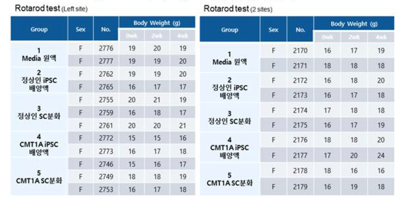 Nerve injury 마우스 모델에서의 유효성 평가