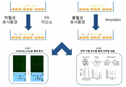 단백분석 Experimental protocol