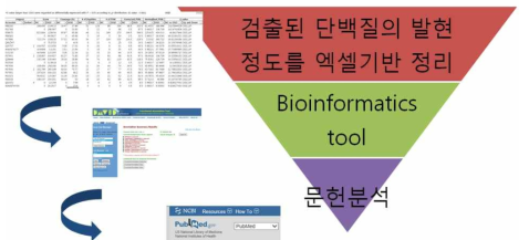 치료 단백질 선정